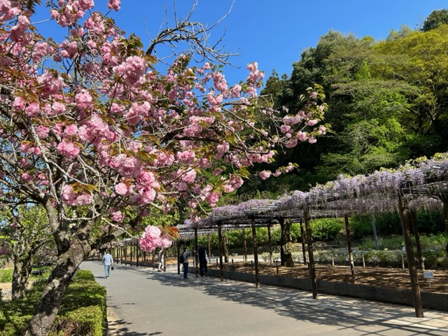 藤まつり用⑤